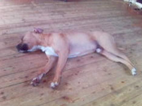 Amerikansk staffordshire terrier trine billede 10