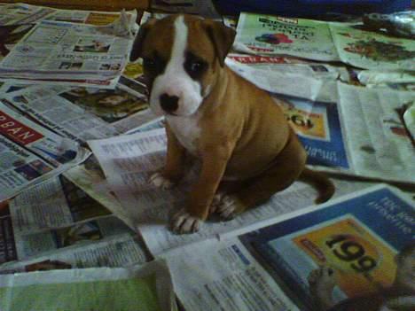 Amerikansk staffordshire terrier trine billede 11