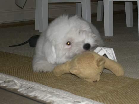 Coton de tulear Oskar - ÅHHH, den er bare så god at tygge i den her bamse......... billede 14