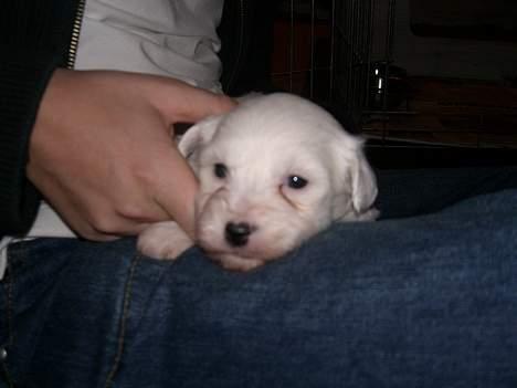 Coton de tulear Oskar - Her ligger jeg på jonas´ ben og ser nuttet ud. billede 15