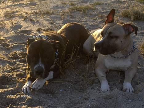 Amerikansk staffordshire terrier Jack (2004-2017)  billede 11