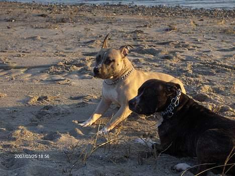 Amerikansk staffordshire terrier Eddie (2005-2018) - der blæser nede ved vandet billede 13