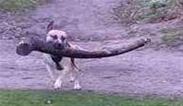 Amerikansk staffordshire terrier Eddie (2005-2018) - så stærk billede 14