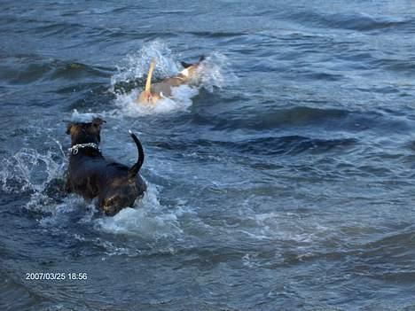 Amerikansk staffordshire terrier Jack (2004-2017)  billede 12