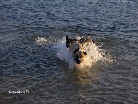 Amerikansk staffordshire terrier Eddie (2005-2018) - plask billede 15