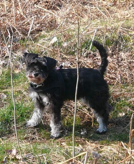 Dvaergschnauzer * ( `´SINDY`´ ) * RIP 25.07.13 - En dejlig tur i Sverige d 01.04.07 billede 14