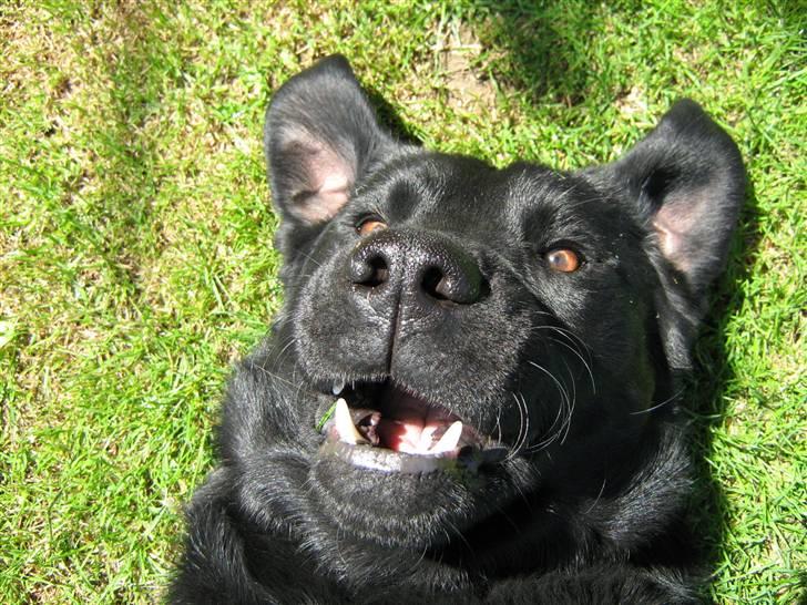 Labrador retriever Buster <3 billede 1