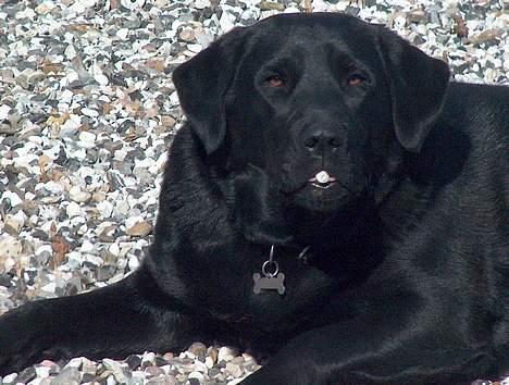 Labrador retriever Buster <3 - buster sidder med tyggegummi i munden billede 2