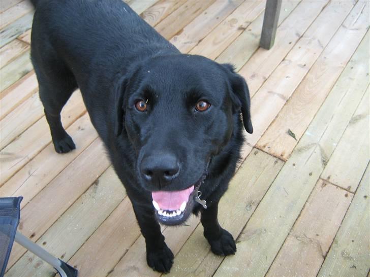 Labrador retriever Buster <3 billede 3