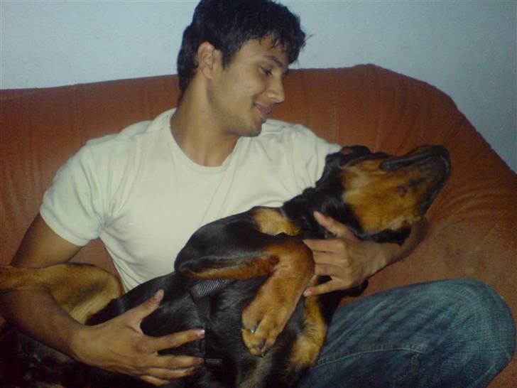 Rottweiler Bosley (Boss) billede 11