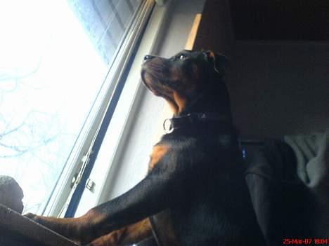 Rottweiler Bosley (Boss) billede 12