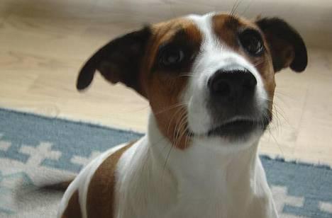 Blanding af racer Vally - Bjæf billede 7