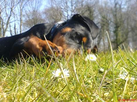 Rottweiler Bosley (Boss) billede 13