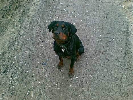 Blanding af racer Sussie R.I.P.  - miiiiiiiiiiiiiig???? jeg er da så artig :op billede 14