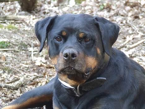Rottweiler Marco`s Jessie - Jessie i hundeskoven d. 25 marts billede 1