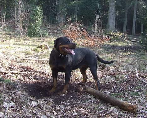 Rottweiler Marco`s Jessie - Huha det her er hårdt billede 2