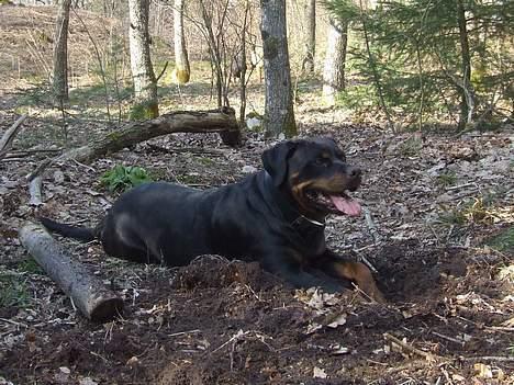 Rottweiler Marco`s Jessie - En rigtig grave maskine billede 3