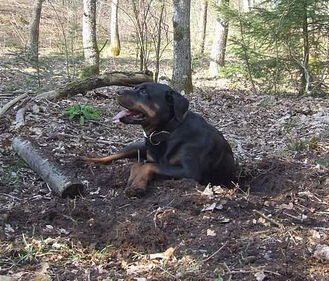 Rottweiler Marco`s Jessie - Hjæææælp billede 4