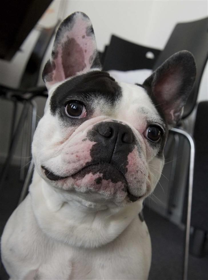 Fransk bulldog Cliff - Cliff - 6 uger billede 1