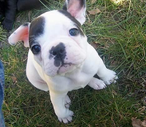 Fransk bulldog Cliff - Så nysgerrig og uimotålig billede 2