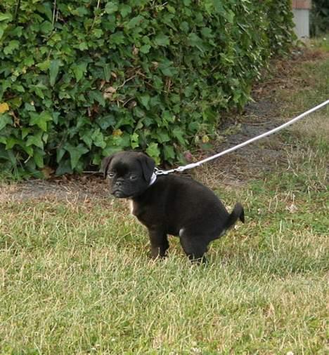 Blanding af racer Carla *mops/pudel* billede 3