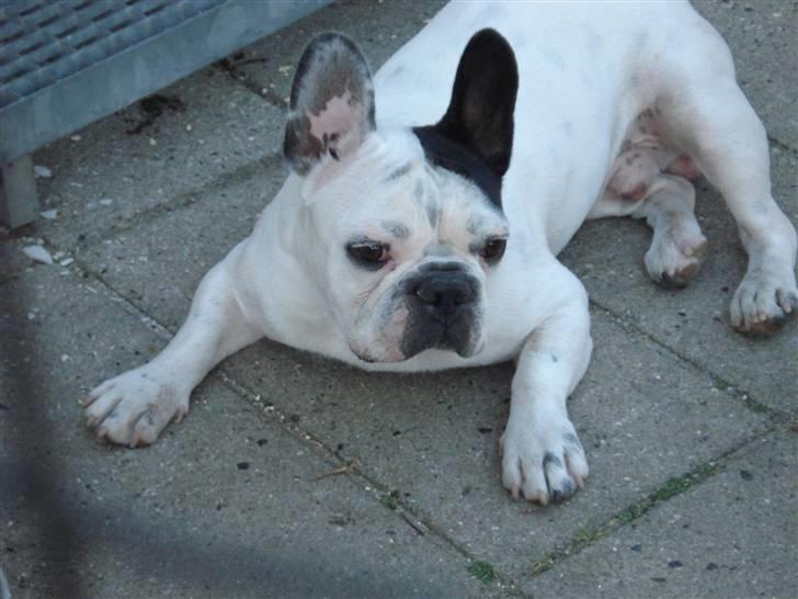 Fransk bulldog Neo billede 13