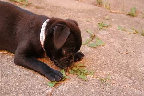 Blanding af racer Carla *mops/pudel* billede 6
