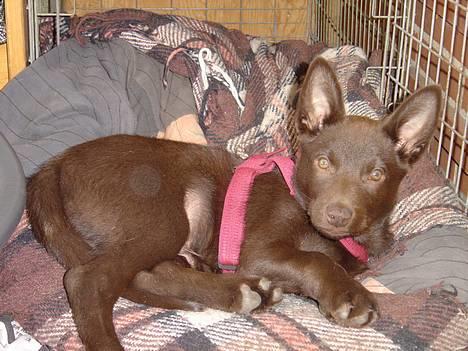 Australsk kelpie kalder ham DUI - Dui som lille. billede 1