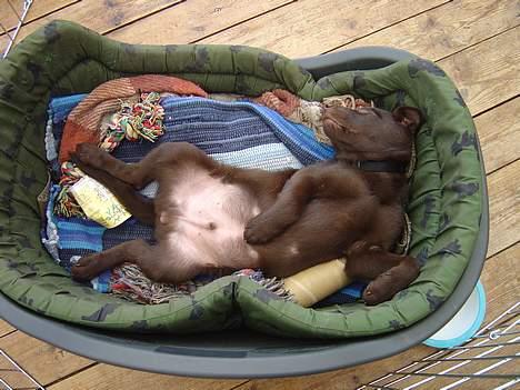 Australsk kelpie kalder ham DUI - Dui sover  billede 2