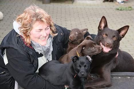 Australsk kelpie kalder ham DUI - Dui er far, de ville også med. billede 3