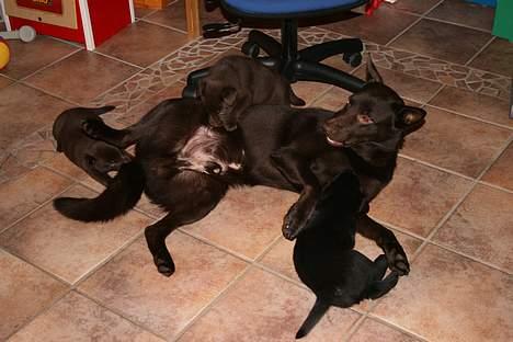 Australsk kelpie kalder ham DUI - Dui leger med sine hvalpe. billede 4