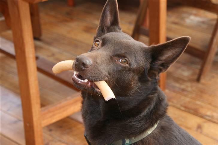 Australsk kelpie kalder ham DUI - Dui kan hente en pølse og aflevere den. billede 5