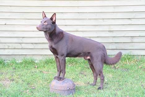 Australsk kelpie kalder ham DUI - jeg elsker at man kikker på mig? billede 6