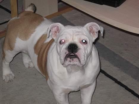 Engelsk bulldog Betty billede 1