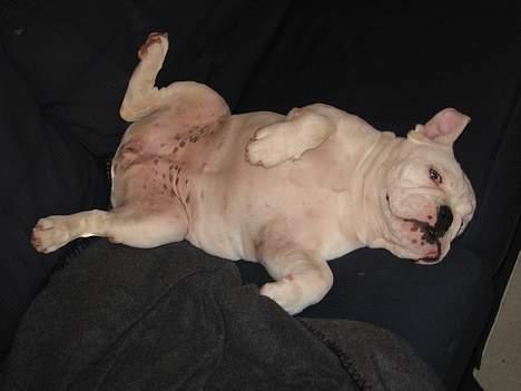 Engelsk bulldog Betty - Hun elsker at hygge i sofaen billede 2