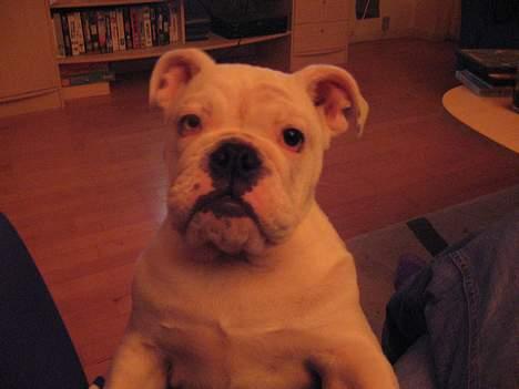 Engelsk bulldog Betty - En lille bitte Betty billede 3