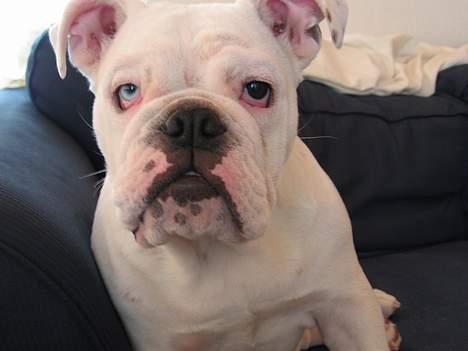 Engelsk bulldog Betty billede 4