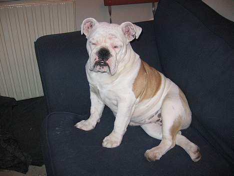 Engelsk bulldog Betty - Man får sig lige en lille lur billede 5