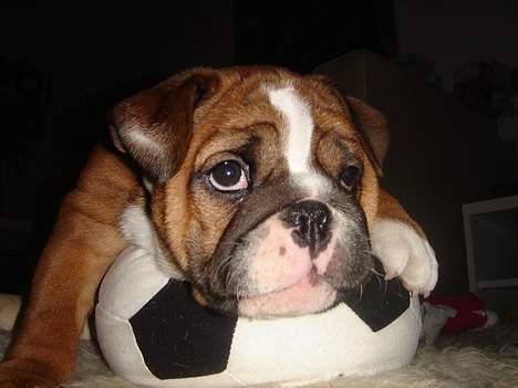 Engelsk bulldog Albert - Træt efter en omgang fodbold i stuen. billede 1