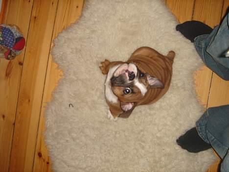 Engelsk bulldog Albert billede 2