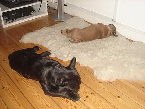 Engelsk bulldog Albert - Her sover jeg med min nye ven Felix på 3 år. Han passer godt på mig.  billede 3