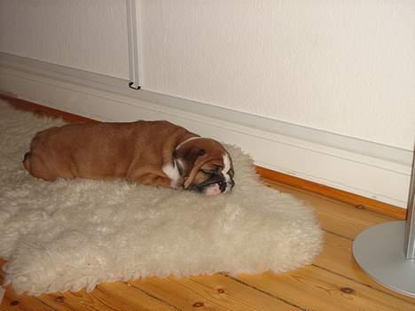 Engelsk bulldog Albert - Zzzzz.... billede 4