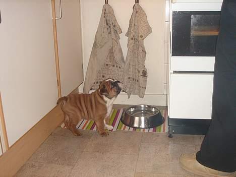 Engelsk bulldog Albert - Var det det? Er der ikke mere......more food, please. billede 5