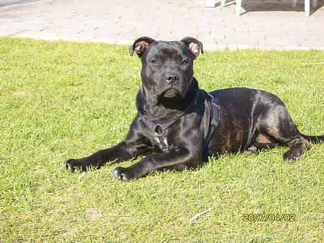 Staffordshire bull terrier MILLE-HUNDEN - 7 måneder gammel og bare for lækker.. smil billede 1