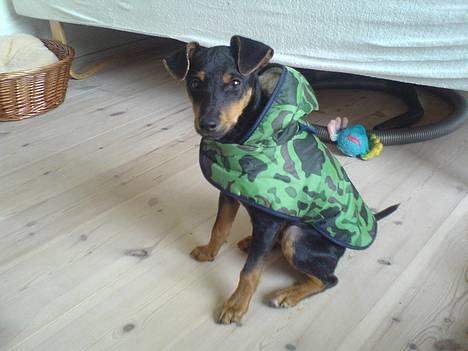 Engelsk toy terrier Rio - ahh skønt med en lur.. billede 1