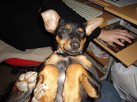 Engelsk toy terrier Rio - ej ej kaptajn.... billede 2