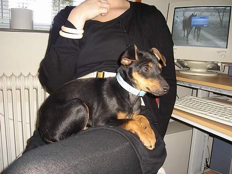 Engelsk toy terrier Rio - tager lige en slapper... billede 3