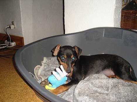 Engelsk toy terrier Rio - dejligt med et pivedyr... billede 4