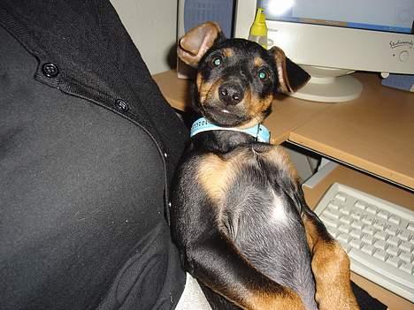 Engelsk toy terrier Rio - Hmmm.. billede 5