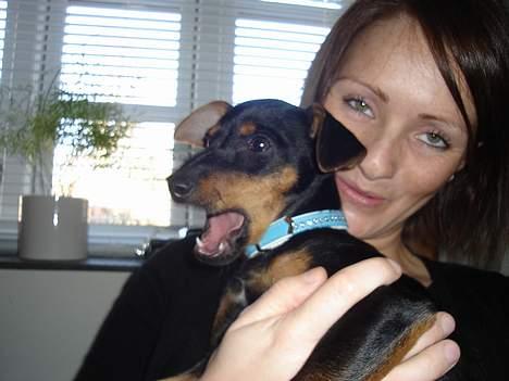 Engelsk toy terrier Rio - Gab...! det er hårdt at blive fotograferet... billede 6